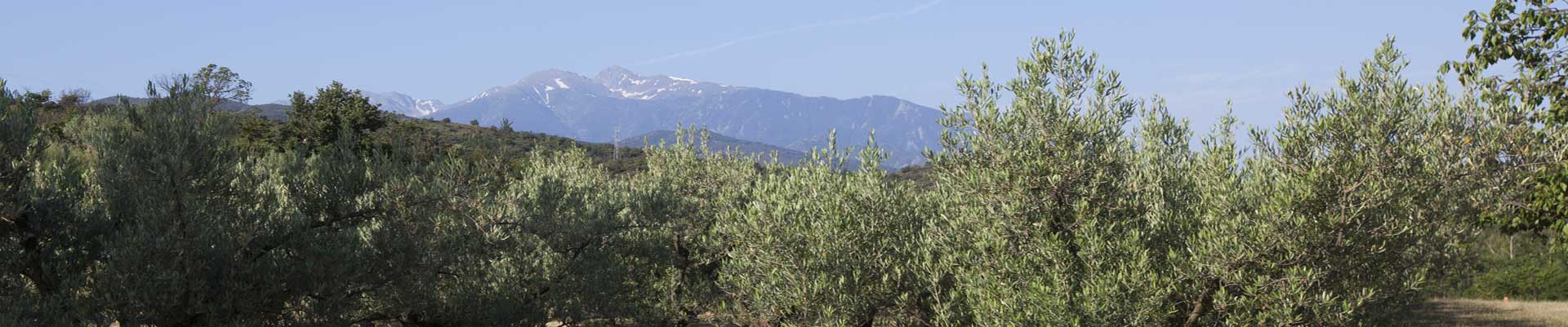 bg-oliviers-canigou