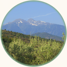 canigou-huile-olive-aoc-66