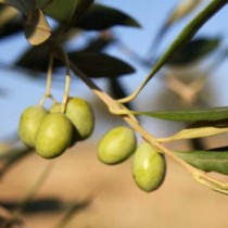 canigou-huile-olive-aoc-66