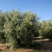 canigou-huile-olive-aoc-66