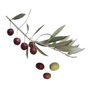 variete-huile-olive-glory-gloril