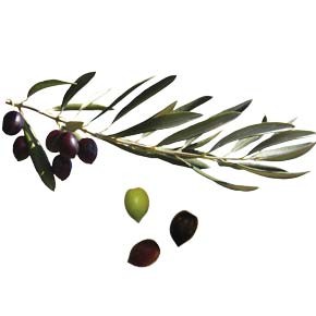 variete-huile-olive-olivere-ouana