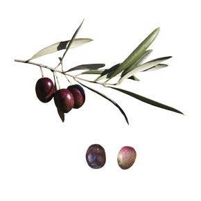 variete-huile-olive-poumal-pomal
