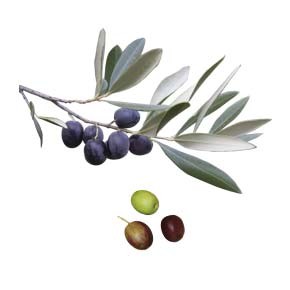 variete-huile-olive-renouneil-rodonella