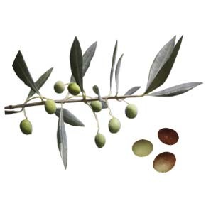 variete-huile-olive-verdale-verdal